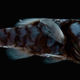 Un ejemplar de Poromitra crassiceps